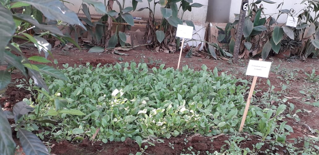Greenery all around our campus!!